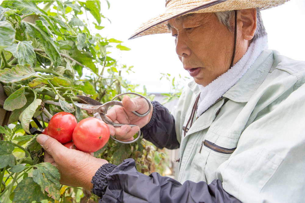 contract farmer